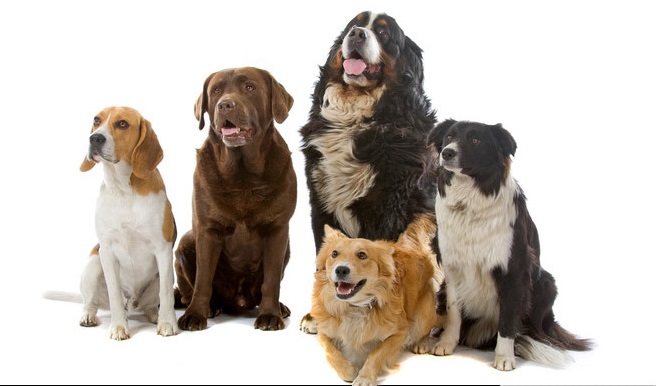 hunde